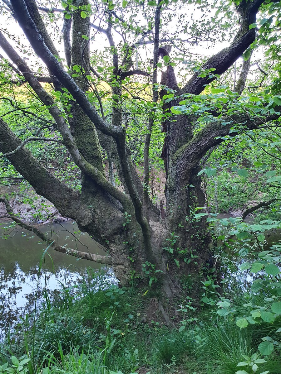 Magnificent veteran alder along a silty stream in the Weald #veterantrees