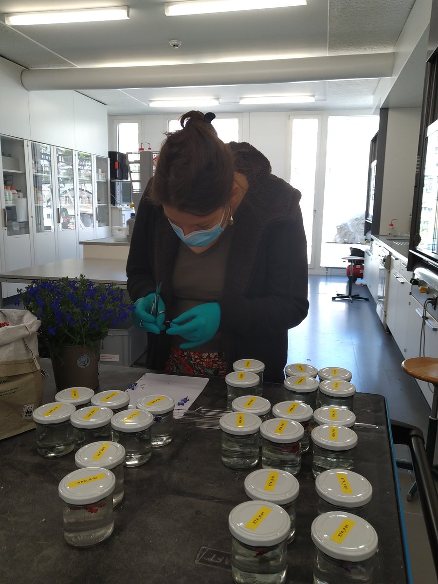 ProjectLIQUOR (@liquor_project) on Twitter photo Testing old recipes to preserve flowers' colors in botanical wet collections... Stay tuned for the reults <a href="/liquor_project/">ProjectLIQUOR</a> <a href="/HEArcCOR/">HE-Arc COR</a> Testing old recipes to preserve flowers' colors in botanical wet collections... Stay tuned for the reults <a href="/liquor_project/">ProjectLIQUOR</a> <a href="/HEArcCOR/">HE-Arc COR</a>