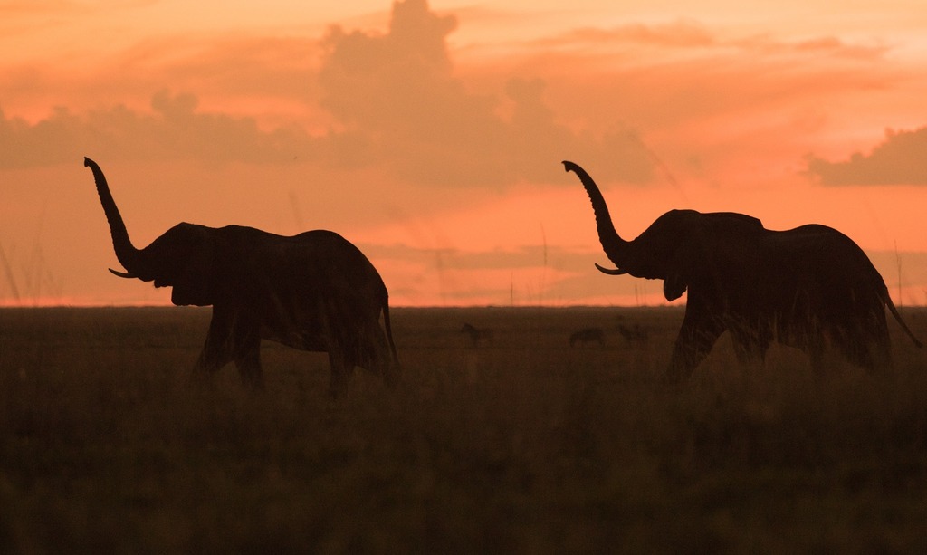 Summer has arrived and travel is opening up across the world. The wildlife and sunsets of safari are truly unforgettable! We can help you get there and experience it up close and personal!

Photo credit: Daan Smit