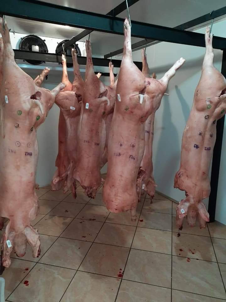 Felieboo's tweet photo. Tonight I want to brag about my mentor's production 😫🥺 kana this litter was born late December, today slaughtered at  90kg and some 70kg carcass weight❤💪 some people didn't come here to play🙌❤ https://t.co/t5wYCmGXbN