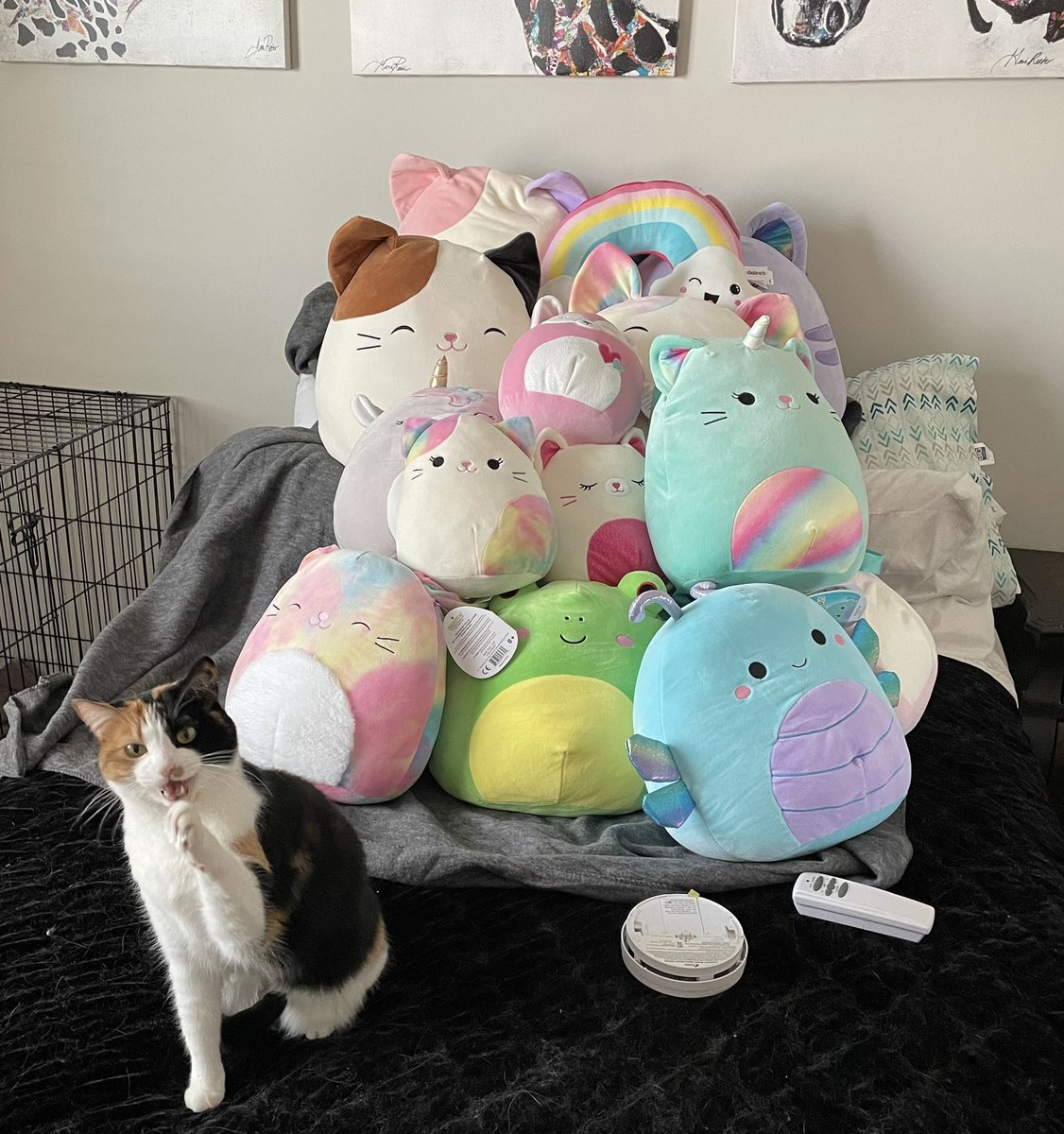 magicalbymariss's tweet photo. I’m working on putting up shelves in my office to display my squish and I put them on my cats bed for now. She is mad haha https://t.co/dNrMTw8vdk