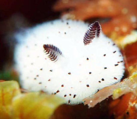 dailyseafriends's tweet photo. Today’s sea friend of the day is the sea bunny! requested by @prepmlm https://t.co/1T0RHOZ2vS