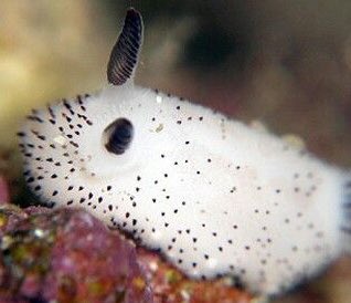 dailyseafriends's tweet photo. Today’s sea friend of the day is the sea bunny! requested by @prepmlm https://t.co/1T0RHOZ2vS