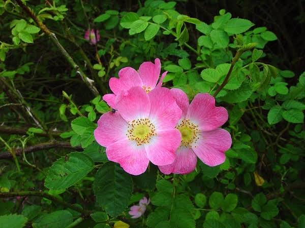 Daenerys_1997's tweet photo. 🌸19 de junio Mi flor de nacimiento: 스위트 브라 이어 (Sweet Brier) - Rosa Rubiginosa.

GARDEN FOR RM

#HappyNamJune   #FloweredNamJune https://t.co/nPzDVmJiqw