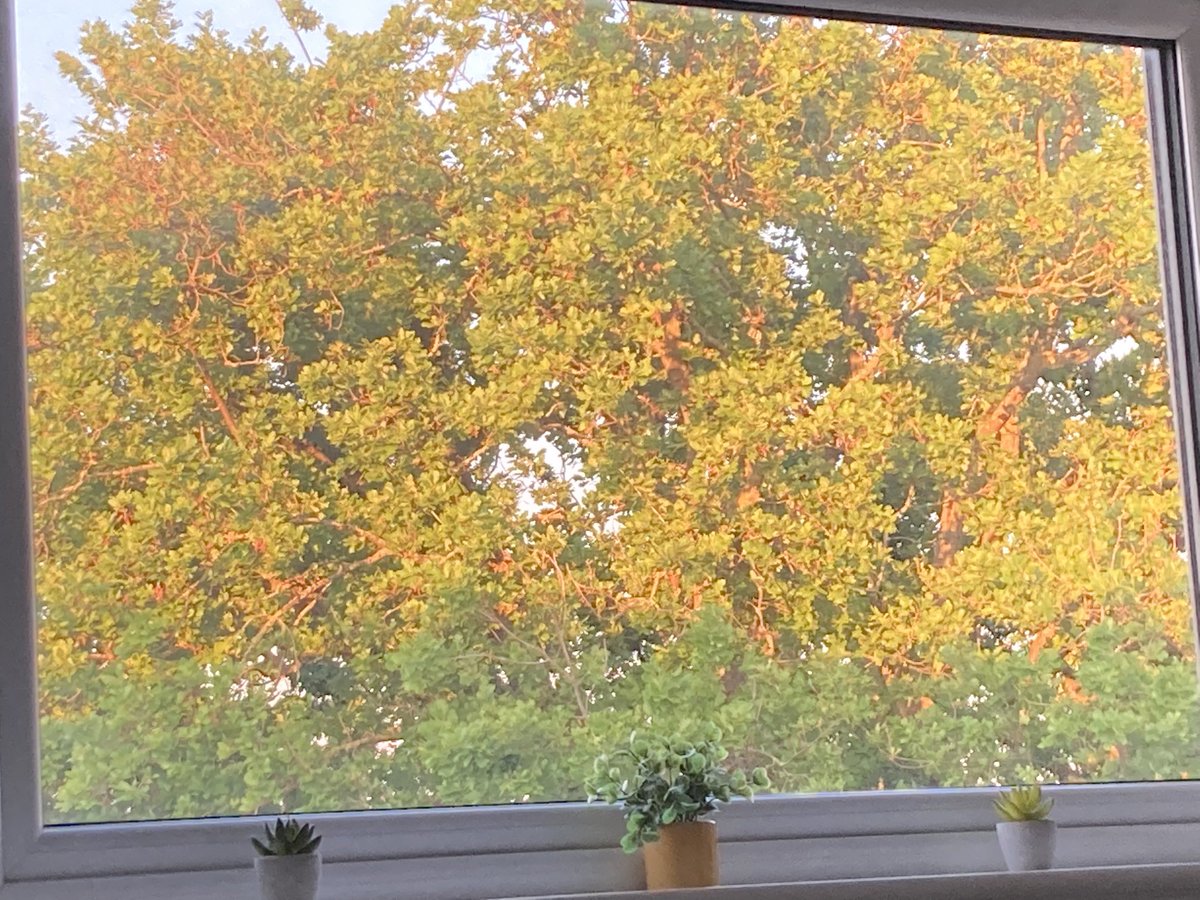 struthjo's tweet image. I know it’s really sad but just sitting on my sofa and seeing this outside my flat window is really heartwarming.