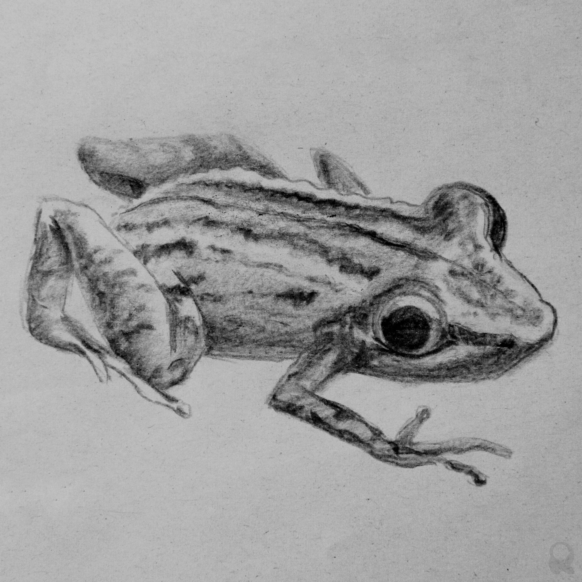 Top 173 + Amphibians of animal kingdom - Lestwinsonline.com