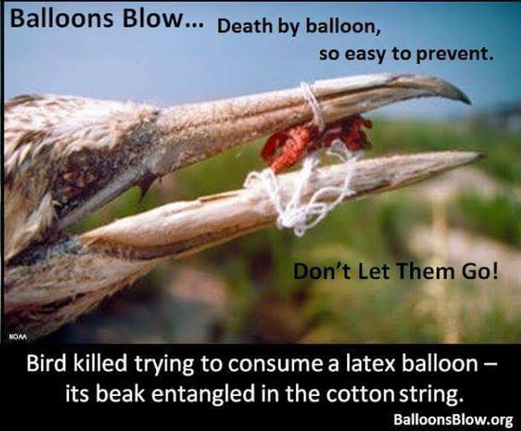 FundWildNature's tweet photo. Some say using cotton string and latex balloons make for an eco-friendly balloon release. Doesn't matter.. It's all deadly garbage. 
#balloonsblow #balloonskill https://t.co/gvexgSFQaE