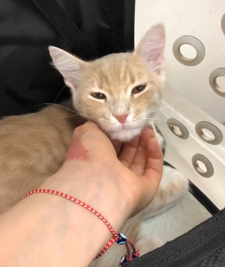 TRENDYOLDAN ALIŞVERİŞ YAPACAK OLAN VAR MII?🐈 TRENDYOLDAN ALACAĞINIZ ŞEYLERİ BANA YAZIYORSUNUZ VE BENDE ONLARI ARKADAŞIMA ATIYORUM. O DA KOLEKSİYON OLUŞTURUYOR VE SİZDE ALMAK İSTEDİKLERİNİZİ  ORADAN ALINCA HAVUÇ'A DESTEK OLMUŞ OLUYORSUNUUZ.🥕🧡 İNSTAGRAM: esrapekesen