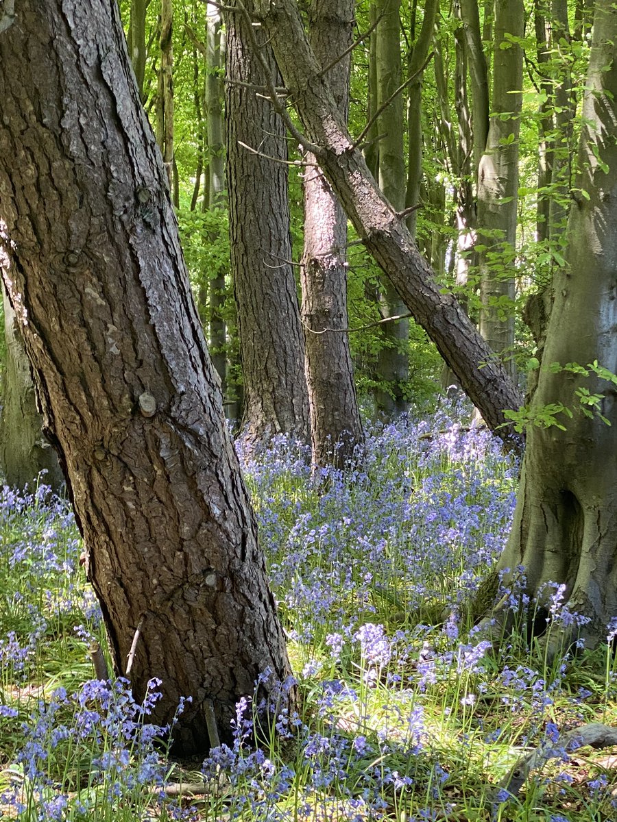 moiragelder's tweet photo. Beautiful bluebell woodland walk in the sunshine https://t.co/ZslKw0WpQT