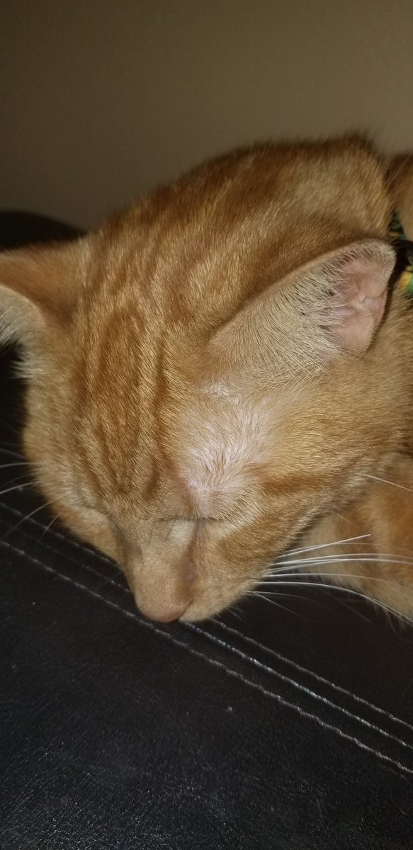 dose_pumpkin's tweet photo. Day 15:

I'm running out of things to say :< https://t.co/JC9TWRcdnT