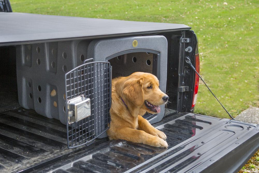 How Can I Keep My Dog In The Truck Bed