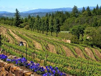 cheers2winecom's tweet image. Best tasting rooms in Sonoma County?  cheers-2-wine.com/sonoma-county-… @WineFoodGuide @talesofthecork @KellyMitchell
 @damewine @TheWineRoad @winewankers @onceuponawine_ @InsideSonoma @KenwoodVineyard @avwinery @DryCreekVnyd @jordanwinery @sonomaWineries @hawkeswine @rsvineyards
 #wine