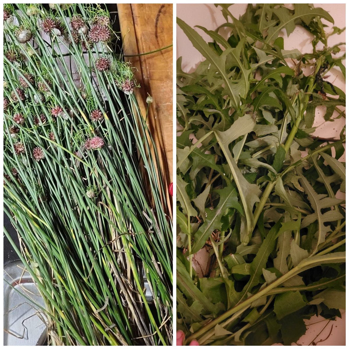 Chippmunkckeek1's tweet photo. @blackforager was one of the first TT creators I followed. Thanks to her vast wealth of knowledge, she inspired me to start foraging myself. Yesterday I harvested a ton of wild garlic. Today I went after wild prickly lettuce. Salute to our #BlackEducators out there. Thank you. 💜 https://t.co/9Vc2Tzwj8A