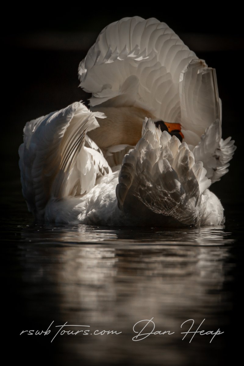 On Sunday, I spent a while studying a preening male mute swan, as he went through his whole maintenance routine, in the water, out of the water, splashing and diving, before meticulously  preening out all of the old feathers. Here's a few photos from the portfolio that I took.