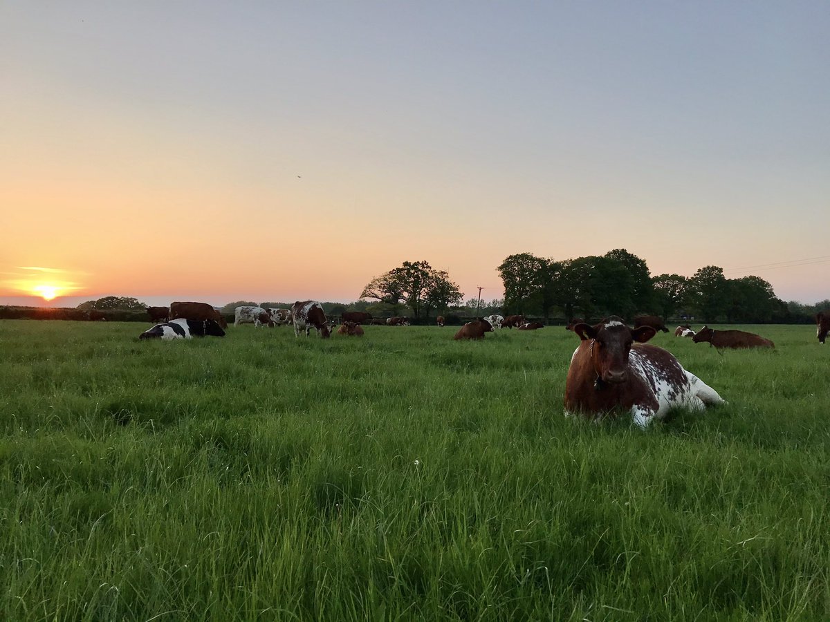 Love this time of year for doing evening bulling checks on the dairy cows. @brinsbury