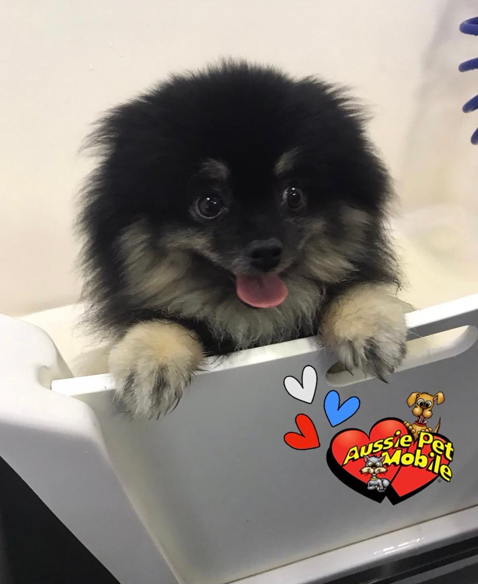 apmboca's tweet photo. Happy Memorial Day 🇺🇸 #HonorAndRemember #MemorialDay2021 #AussiePetMobile #AussiePetMobileBoca #MobileGrooming 🐾🚐 #PetGrooming 🐶🐱 #MobilePetGrooming 🧼🛁#DogGrooming #CatGrooming #Groomers ✂️ #MobileGroomers #CleanAndCute https://t.co/1vCgkWBJmc
