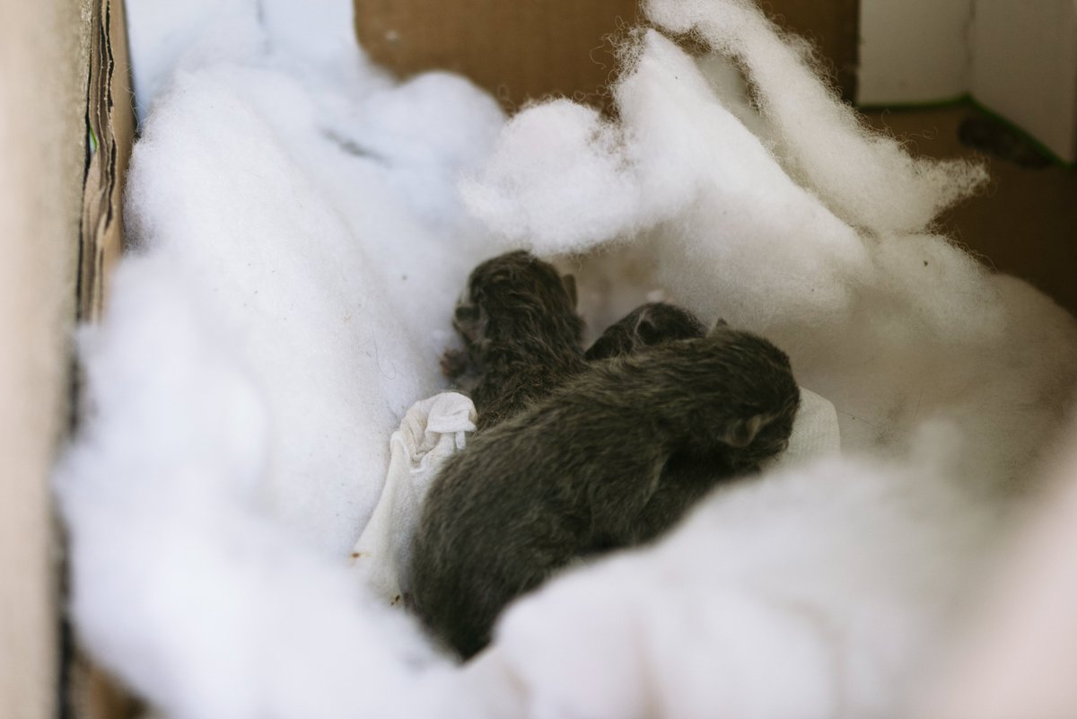 HeartTokenBsc's tweet photo. Une belle surprise pour notre premier jour "Feed the stray cats Monday". Nous voulons vous montrer qu'il n'est pas trop cher de les nourrir. Nous avons trouvé une jeune maman avec ses trois nouveaux nées.😻
#protegerlesanimaux https://t.co/lPe9OQ480J