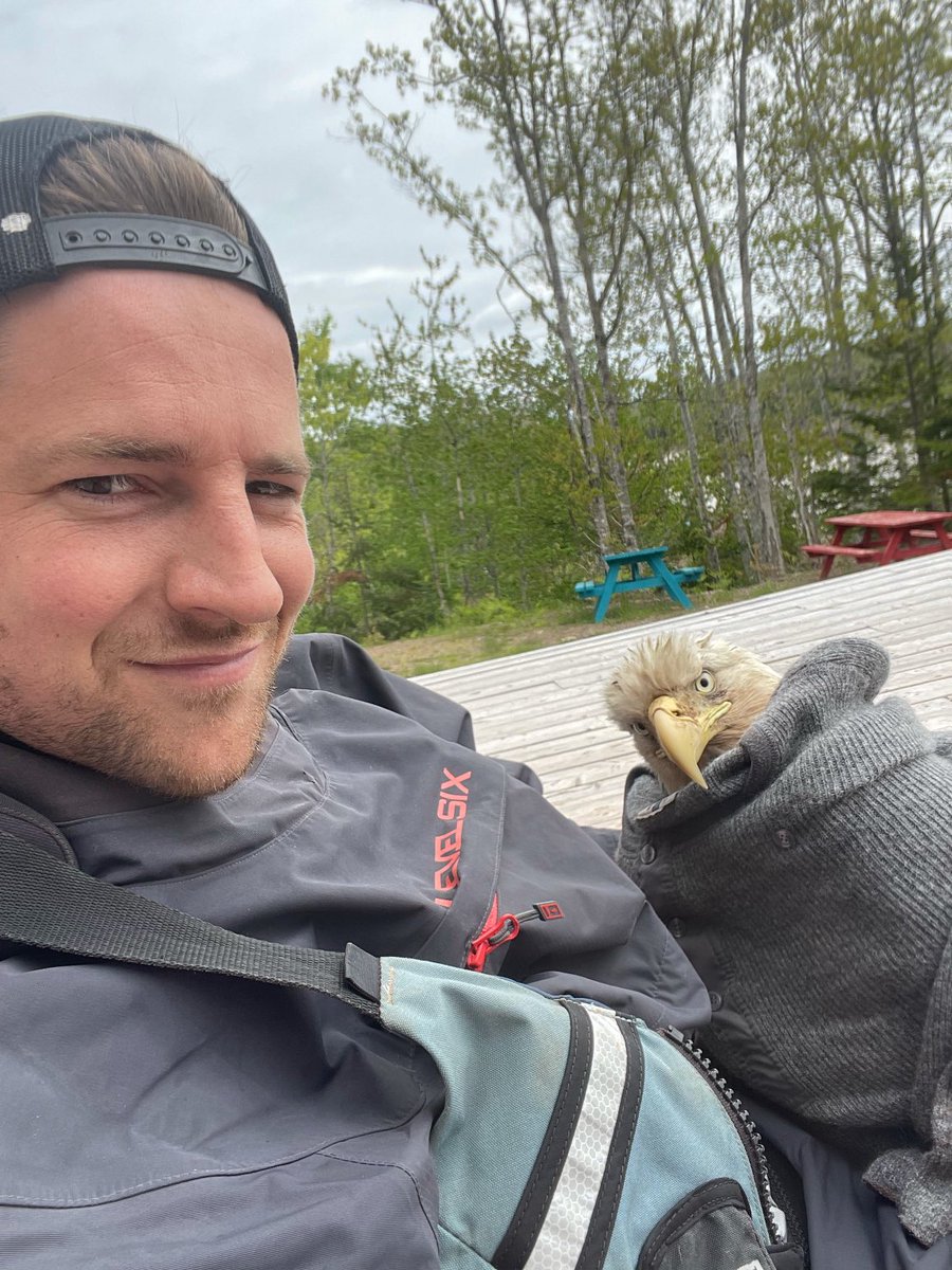 amysmithcbc's tweet photo. Tonight on @cbcns I chat with ⁦@EmmettBlois⁩ about rescuing a bald eagle from the Shubenacadie tidal bore yesterday #cbcns #novascotia #animalrescue https://t.co/EDOJkU0jXN
