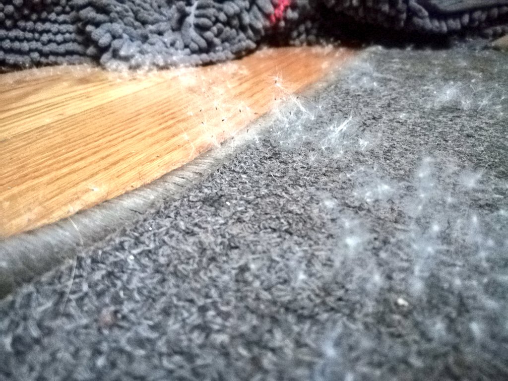 LPWWCo's tweet photo. On a Whim is full of sex today...😲
Wait!, What? No, no!
Tree sex - I gave it a good go with the vacuum around 4pm today but were full of the fluffy white seed again 😳😂
Easily a pillowcase of it😶
#BoatsThatTweet
#SisypheanTask https://t.co/zx96ajt5Pe
