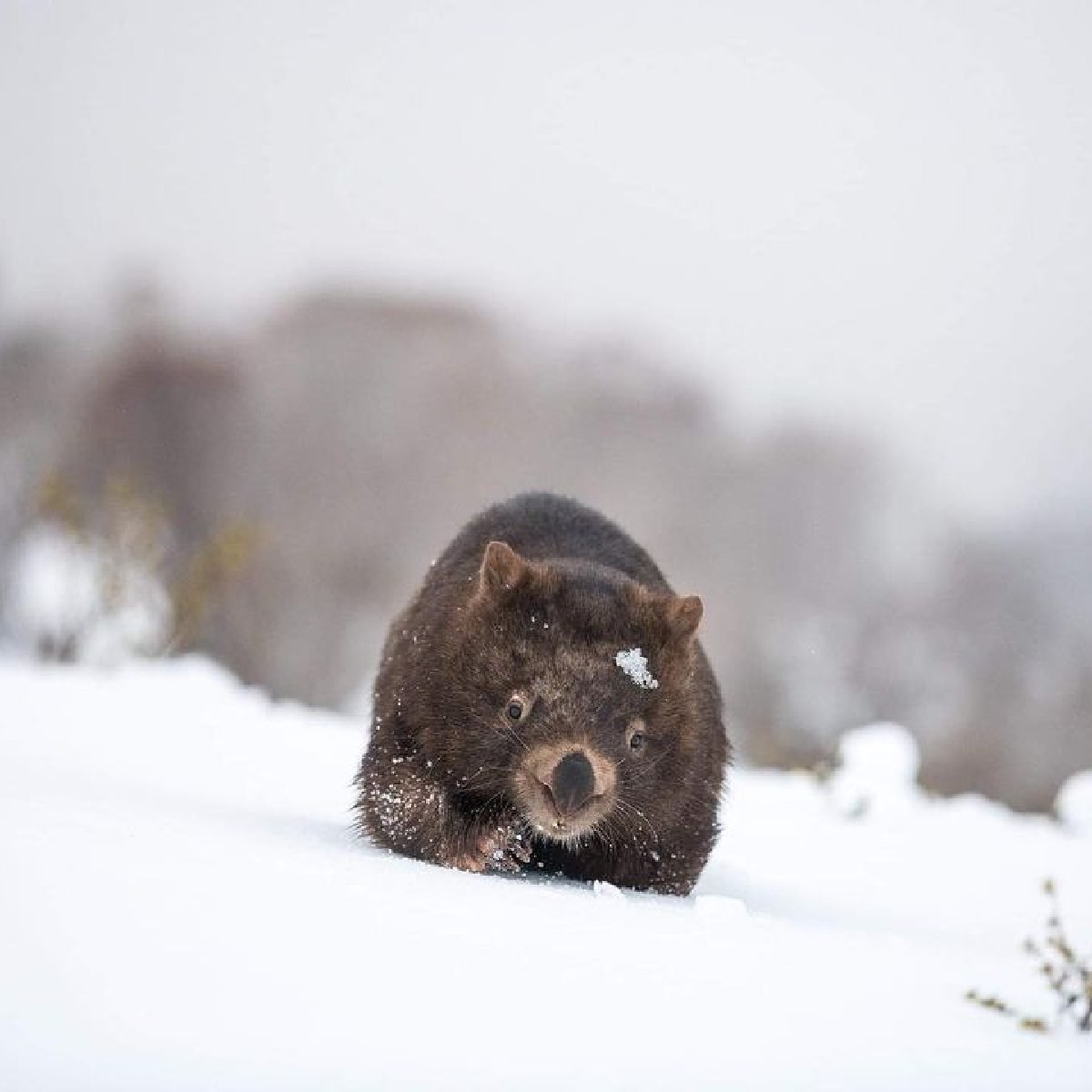Hello, winter! ❄️ 

It's the first day of winter in Australia! Thanks to IG/charlesdavisphotography for capturing the resident wildlife enjoying the frosty weather in the #SnowyMountains.

#seeaustralia #LoveNSW #snowymountainsnsw #holidayherethisyear