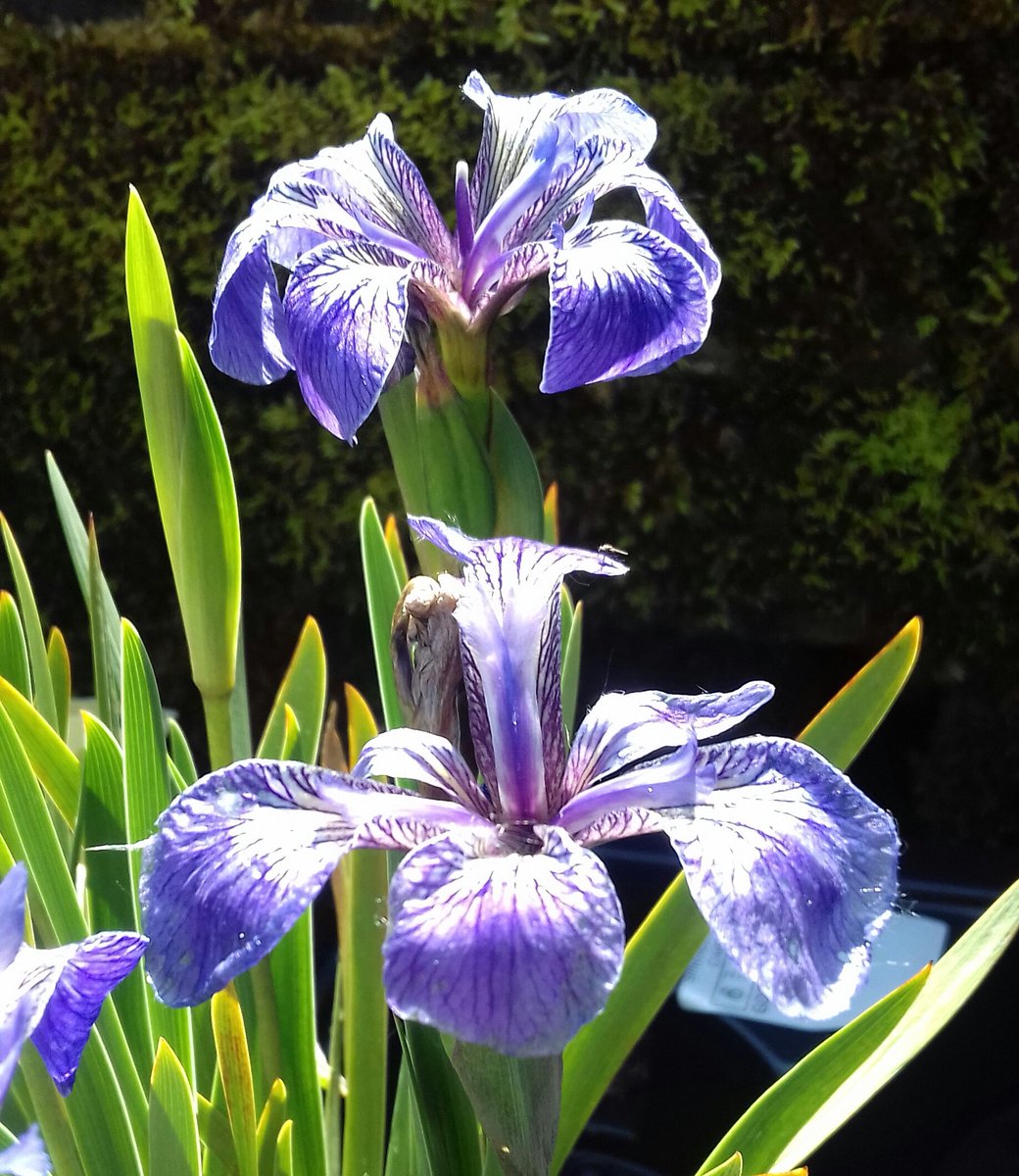 @GardensHour Good evening #GardensHour had a great bank holiday weekend and three sheets to the wind. For Q&A week my question is can you identify this variety of iris for me  please? It's awesome and sadly isn't mine. #gardenenvy