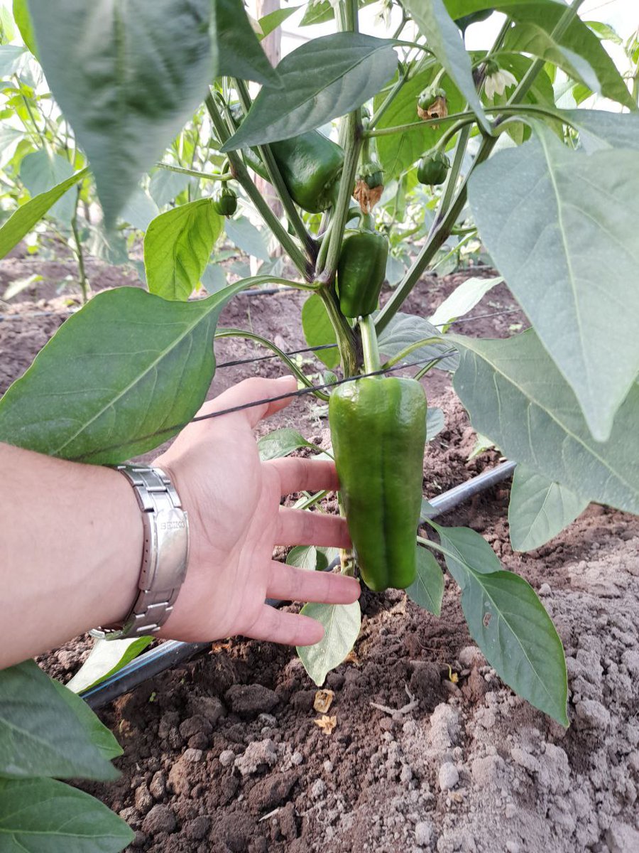 AdolfoBercheni's tweet photo. Notoria diferencia en las plantas tratadas con #Radifort y las no tratadas.
Con #Radifort producen frutos de mayor peso y diez días antes que las no tratadas
Plantación de #morrones, Corrientes, Argentina
#Proviv #biofertilizante #desarrollo #sostenibles #inocuo https://t.co/U3g3SRdRl5