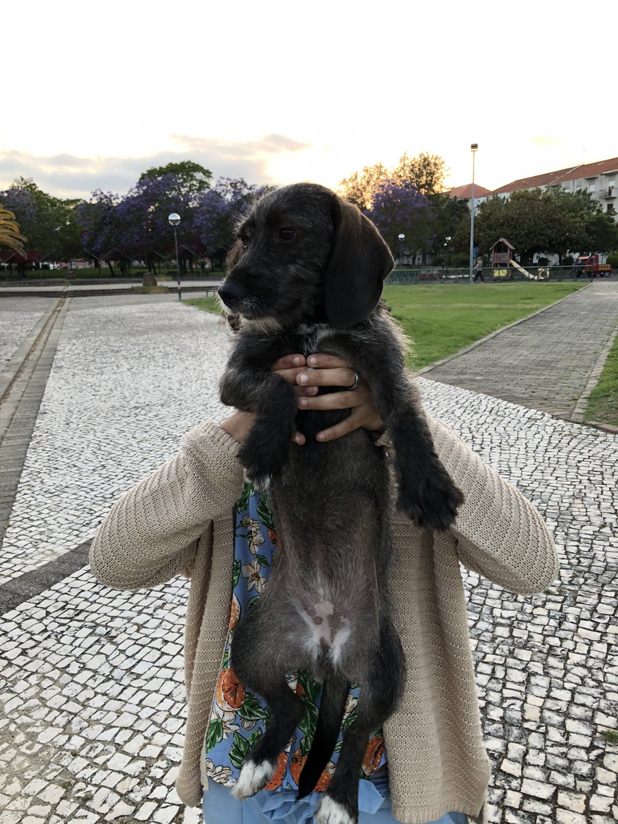 xbastardsoulxx's tweet photo. 📍Baixa da Banheira

Encontrei esta cadelinha bebé abandonada na rua, neste momento está na casa duma amiga porém não vai puder passar lá a noite. Se alguém poder ajudar, por favor que mande dm! Quem não puder ajudar, partilhem também 😭 não posso voltar a deixá-la não rua https://t.co/NDRn7iaOJZ