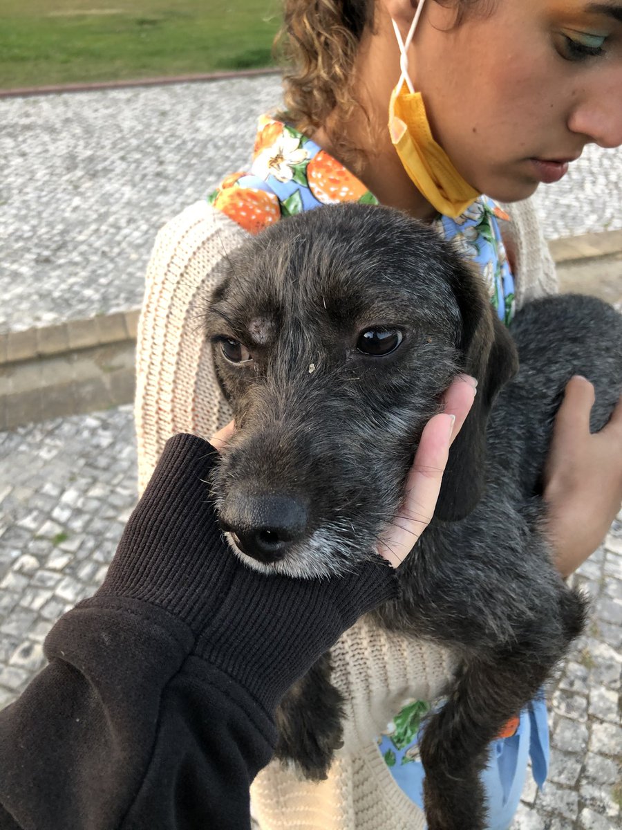 xbastardsoulxx's tweet photo. 📍Baixa da Banheira

Encontrei esta cadelinha bebé abandonada na rua, neste momento está na casa duma amiga porém não vai puder passar lá a noite. Se alguém poder ajudar, por favor que mande dm! Quem não puder ajudar, partilhem também 😭 não posso voltar a deixá-la não rua https://t.co/NDRn7iaOJZ