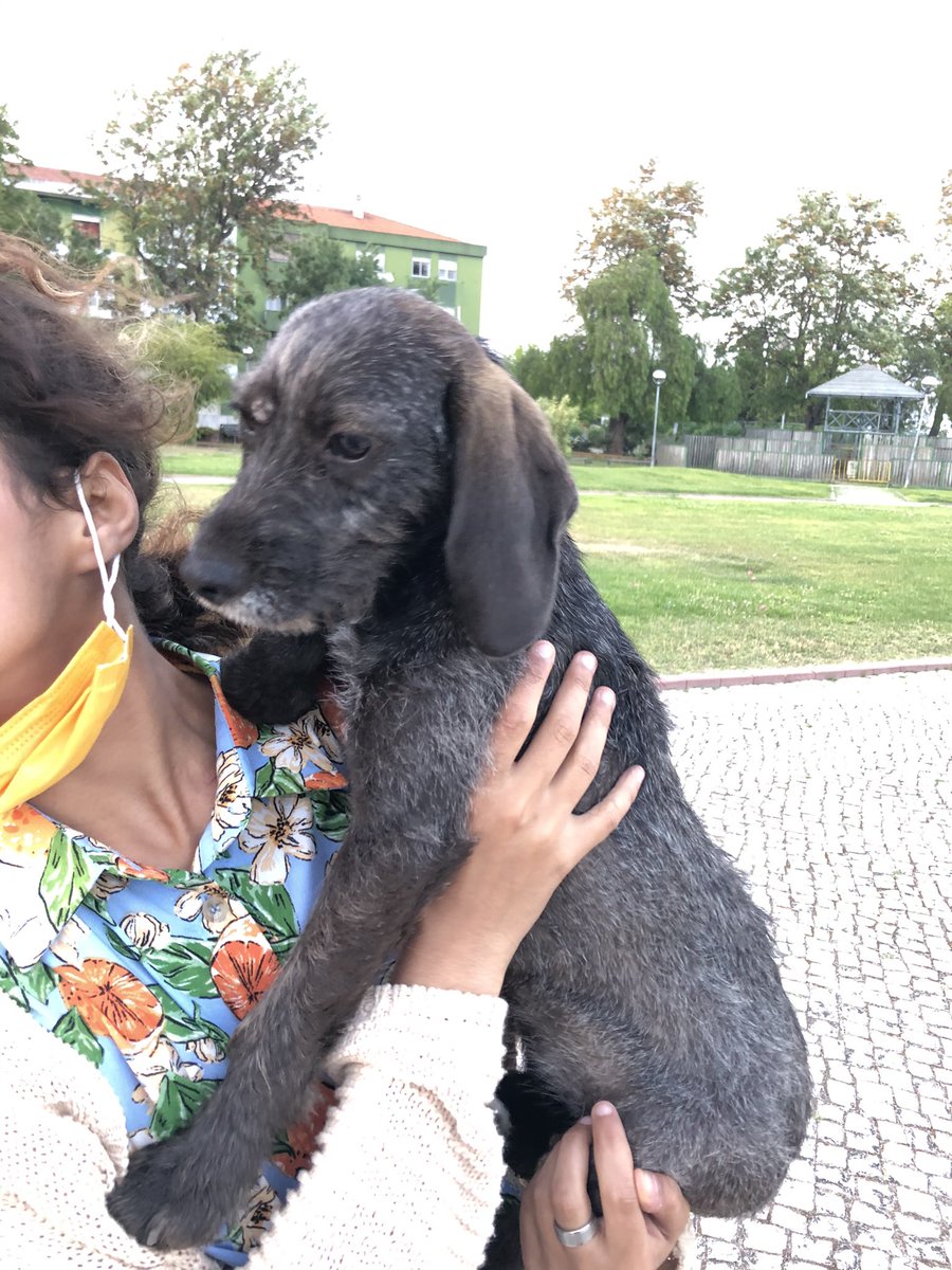 xbastardsoulxx's tweet photo. 📍Baixa da Banheira

Encontrei esta cadelinha bebé abandonada na rua, neste momento está na casa duma amiga porém não vai puder passar lá a noite. Se alguém poder ajudar, por favor que mande dm! Quem não puder ajudar, partilhem também 😭 não posso voltar a deixá-la não rua https://t.co/NDRn7iaOJZ
