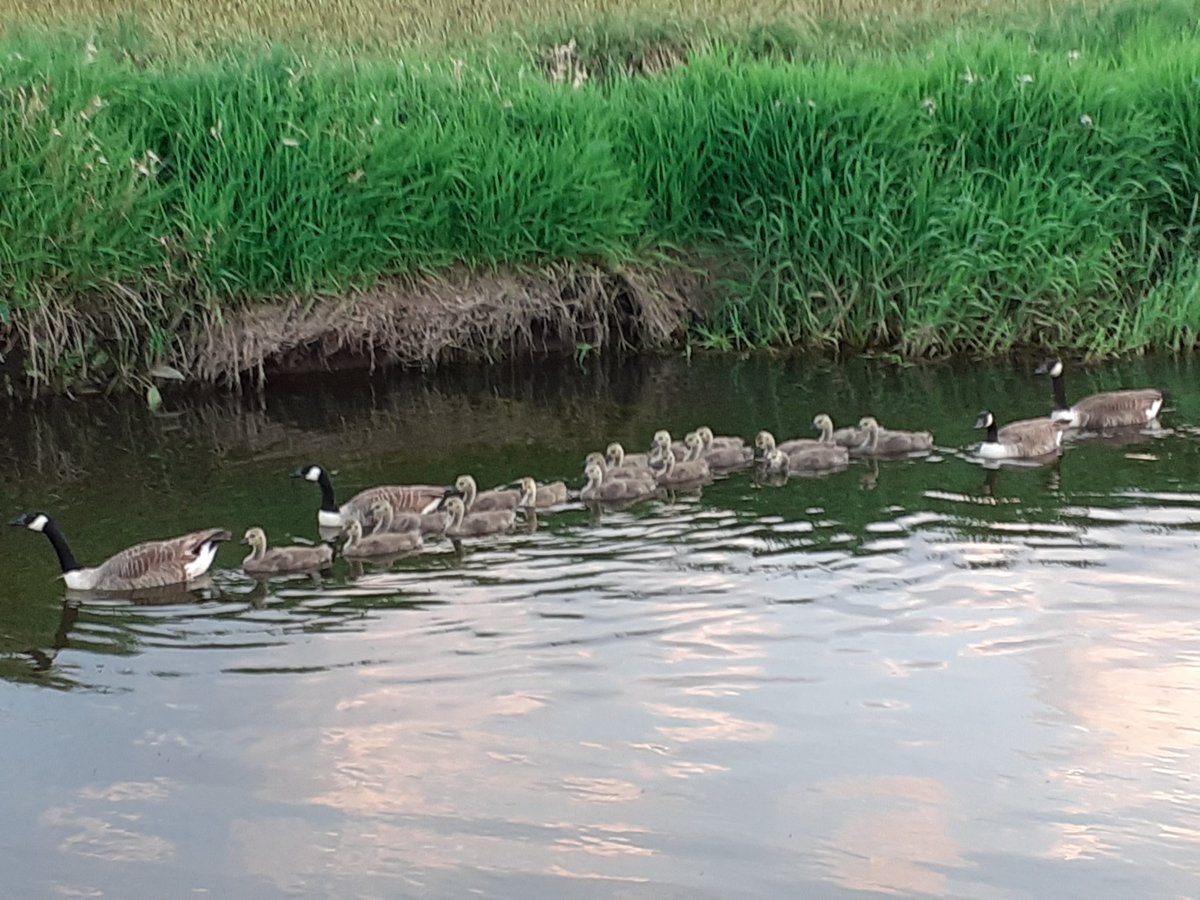 Cycle round doxey marshes. No litter just bugs 🦟