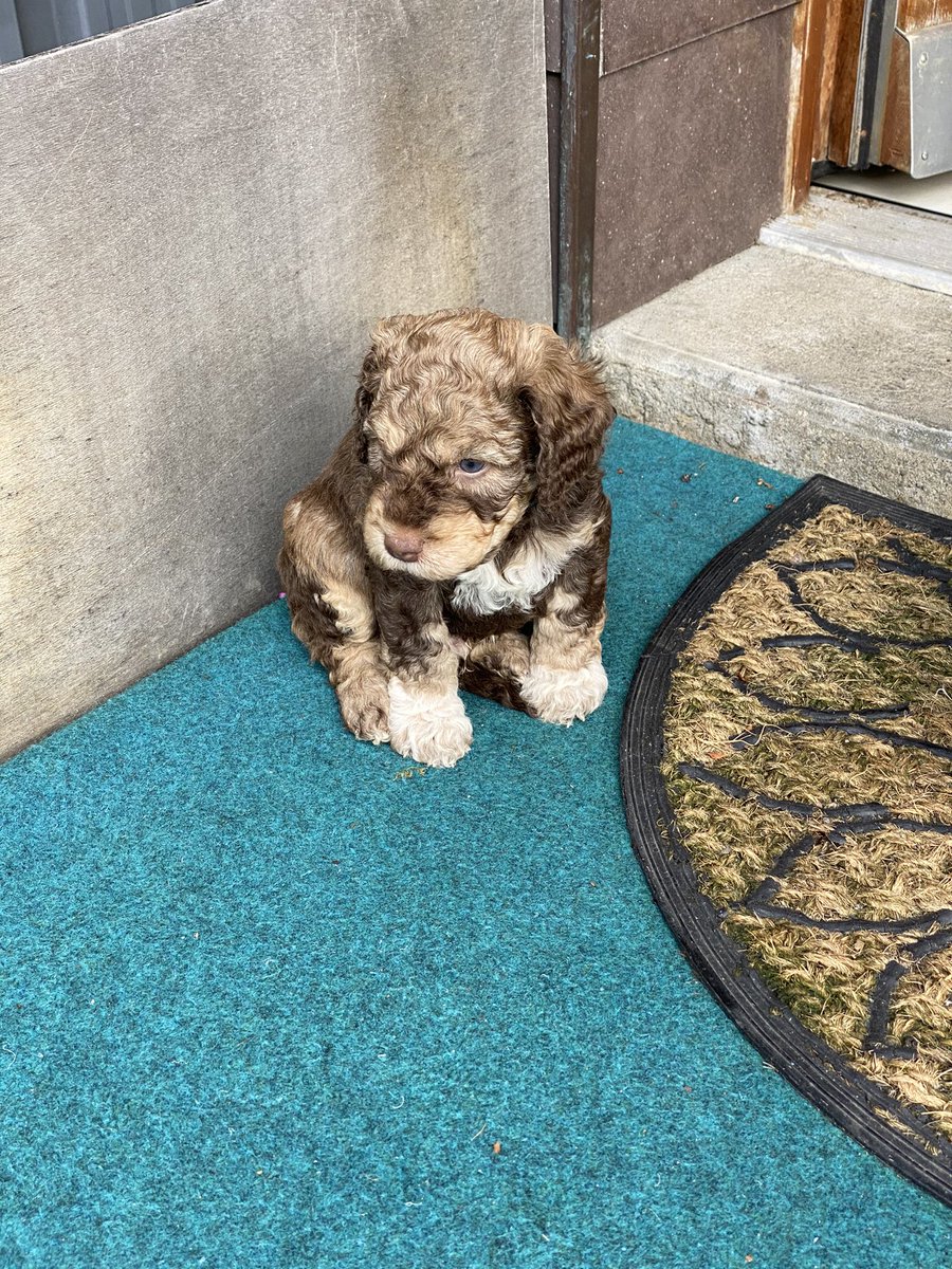 Textengel1's tweet image. So, jetzt steht es fest: Anfang nächsten Jahres haben wir ein neues Familienmitglied, etwa so wird es aussehen 😍: