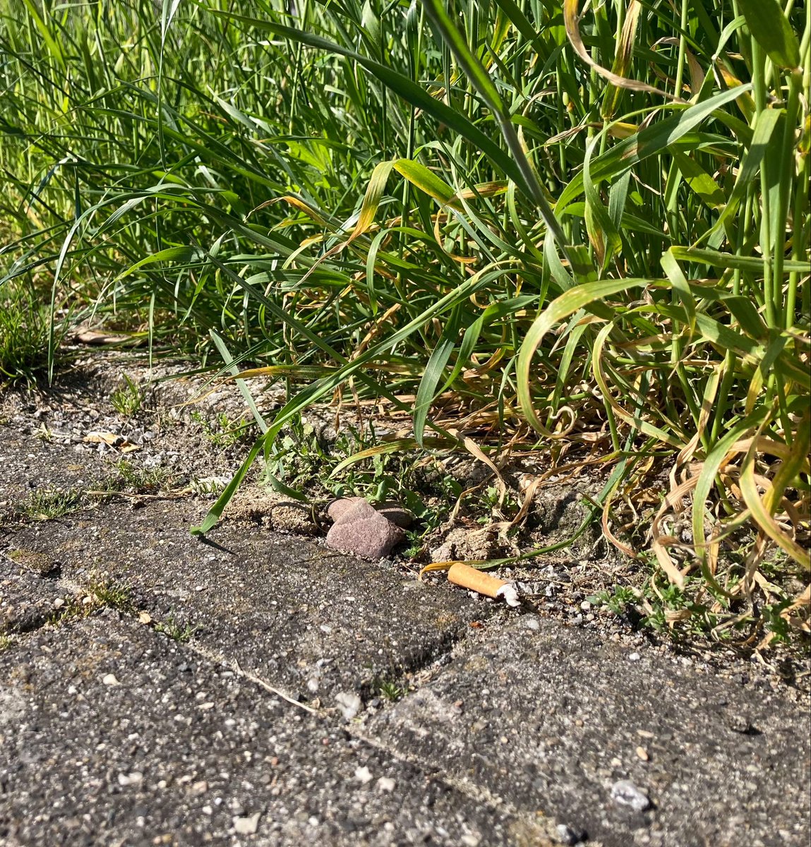 Project Blue Sea e.V. tweet media