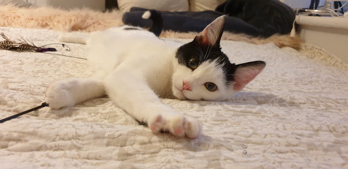 Now time for some kitten love ❤