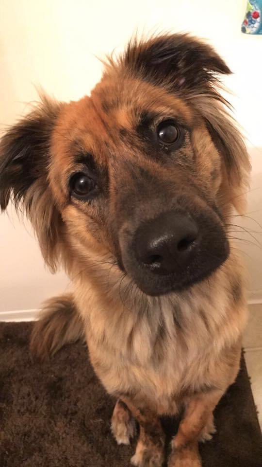 DeniseCarleton's tweet photo. We have two rescue dogs in our family. Rescues and shelters need our help for vet care, food, facilities and more. Show your support.
https://t.co/7ZRPN1ohCs. https://t.co/fPemhpWzNK