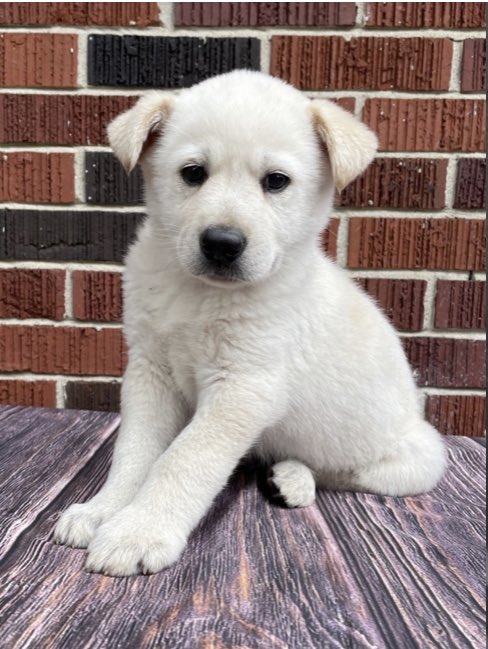 DeniseCarleton's tweet photo. We have two rescue dogs in our family. Rescues and shelters need our help for vet care, food, facilities and more. Show your support.
https://t.co/7ZRPN1ohCs. https://t.co/fPemhpWzNK