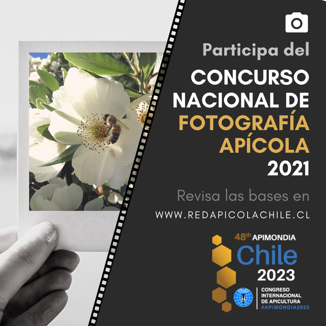 Desde el 1/07 y hasta el 30/10 se desarrollará el #ConcursoNacional de #FotografiaApicola en el que podrán participar todas(os) nuestras(os) apicolegas de 🇨🇱Más información sobre las bases 👇
redapicolachile.cl/app/2021/05/24… 
<a href="/INDAP_Chile/">INDAP_Chile</a> <a href="/ODEPA/">ODEPA</a> <a href="/ProChile/">ProChile</a> <a href="/MinagriCL/">Ministerio de Agricultura de Chile 🇨🇱</a>