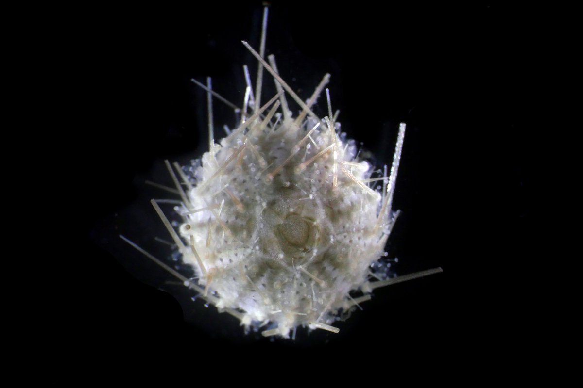 Temnopleurus alexandri アルビノ個体 ウニ 殻