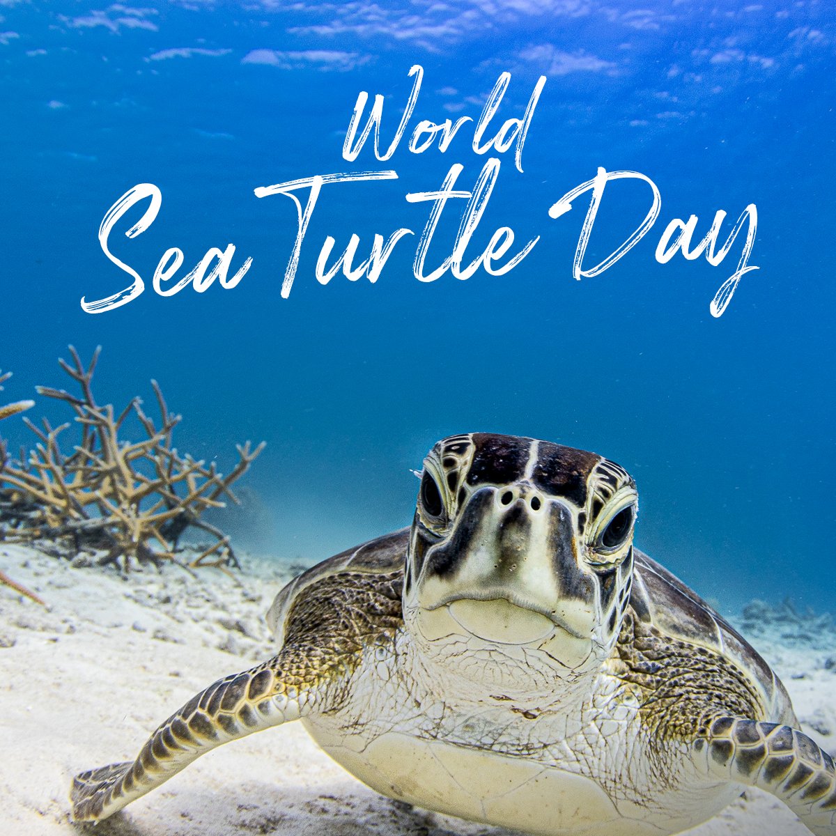 Dive Friends Bonaire World Sea Turtle Day June 16th Together With Sea Turtle Conservation Bonaire We Are Hosting A Clean Up Dive On World Sea Turtle Day Wednesday