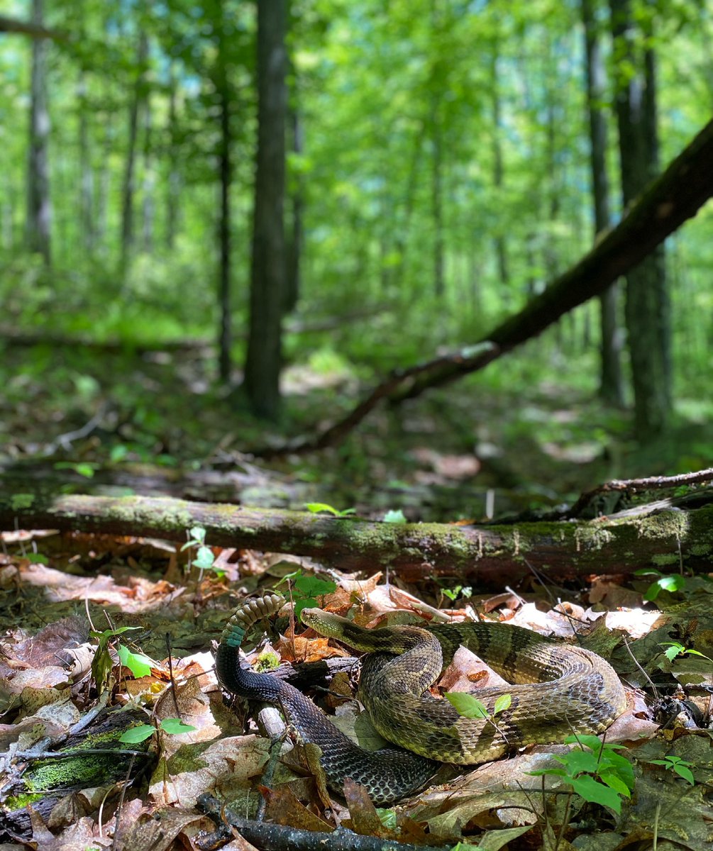 Chris Howey tweet media