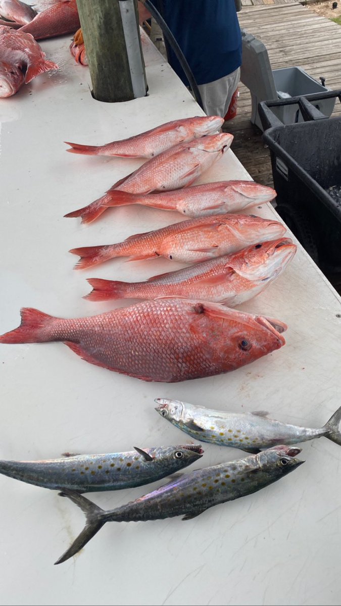 muwxman's tweet photo. Not a bad haul this weekend. #RedSnapperSeason https://t.co/ISdOvdeBfS