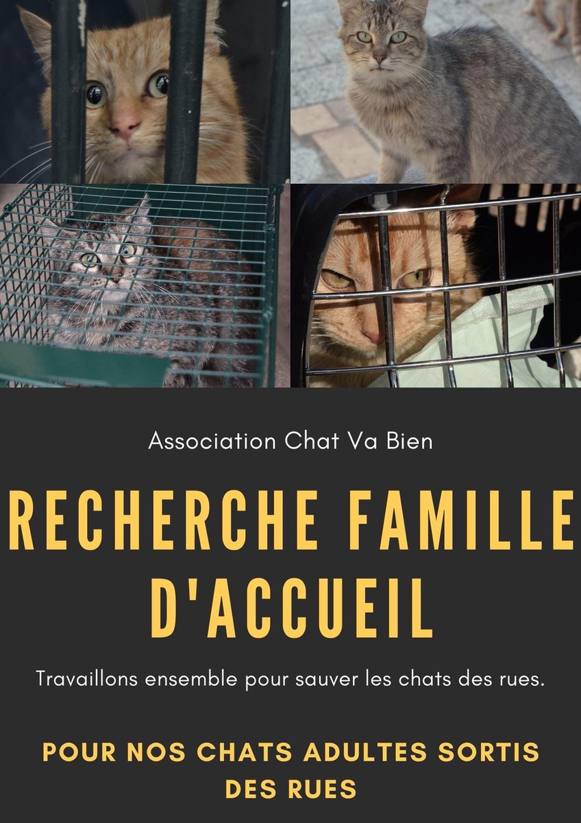 Association Chat Va Bien Assochatvabien Twitter