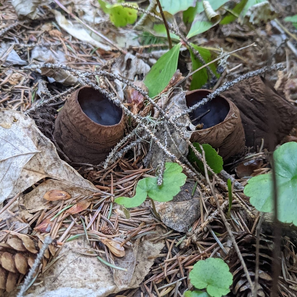 daybreaknorth's tweet photo. These rare mushrooms called witches cauldron were spotted near the Nechako river in northern B.C.⁠
🍄⁠
"It's like it's not even real ... You sort of see it and it's like not something that should be there," said hiker Cynthia Andal, who found the fung… https://t.co/bbGVOx99D7 https://t.co/1ge9bDqm4K