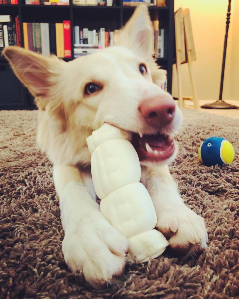 BurienCares's tweet photo. *Adoption Update* Our lovely young lady Miley, who went to her forever family last month, seems to be settling in phenomenally! "Burien CARES, we thank you from the bottom of our hearts for doing what you do. We're so grateful for Sienna!"❤❤❤ https://t.co/nhT4MlicOa