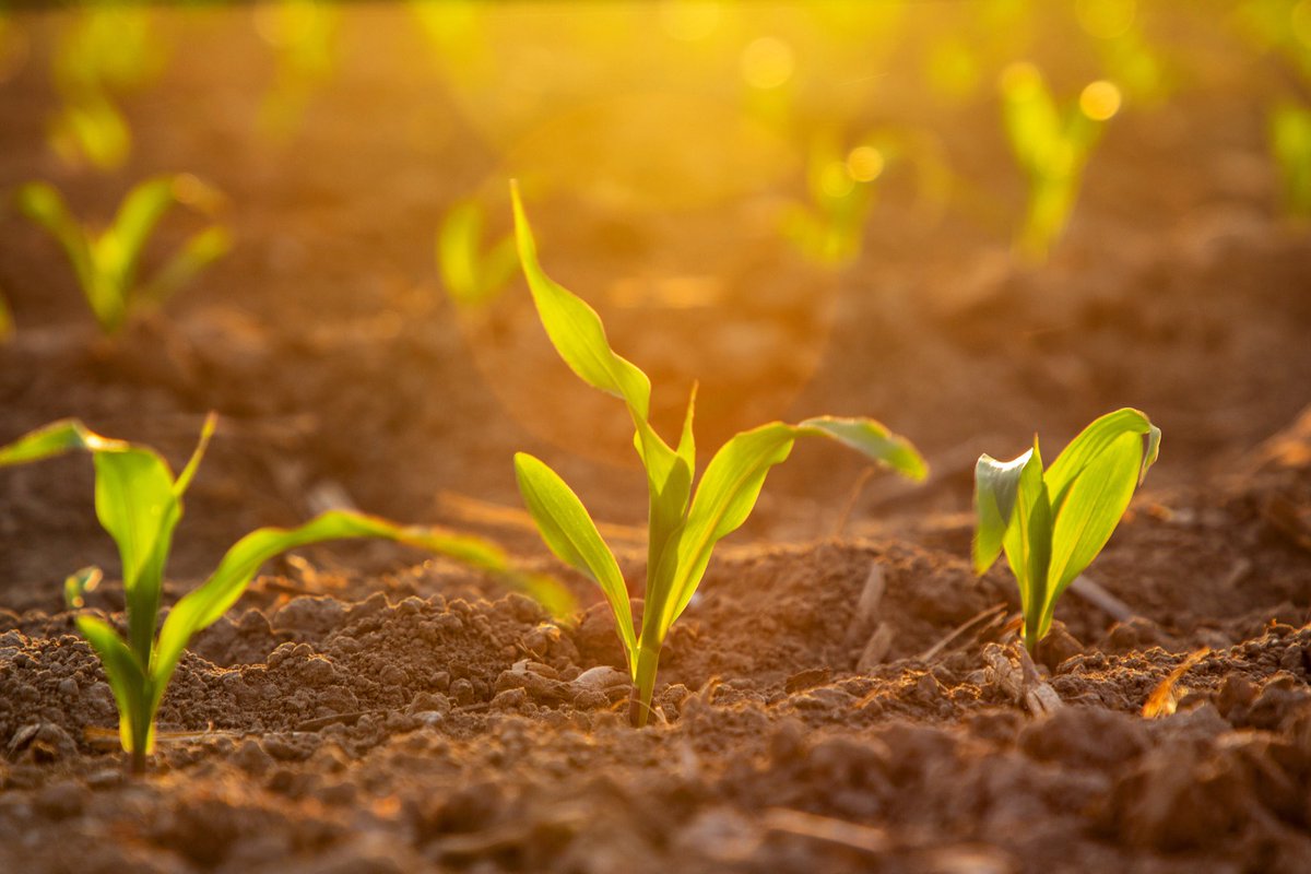 seedcareguy's tweet photo. The golden hour 🌽 #syngentahoneywood #seedcareinstitute https://t.co/XcC4ISi3IX