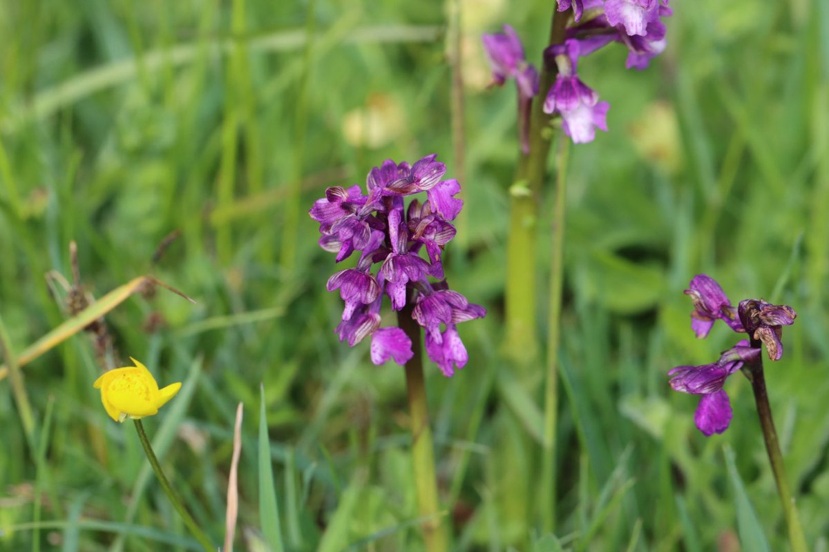 #SpringWatchlist Green Winged Orchid