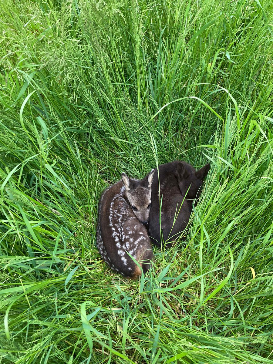 daniel_stolba's tweet photo. In #Niedersachsen gibt es schwarze Rehe. Hier ist ein solches Kitz zusammen mit seinem braunen Geschwisterchen.
Die beiden habe ich mit einer Wärmebilddrohne entdeckt und dann wurden sie von meinem Kollegen vor dem Mähwerk in Sicherheit gebracht. 
(Laien: Kitze in Ruhe lassen!) https://t.co/0SKNZOkG56