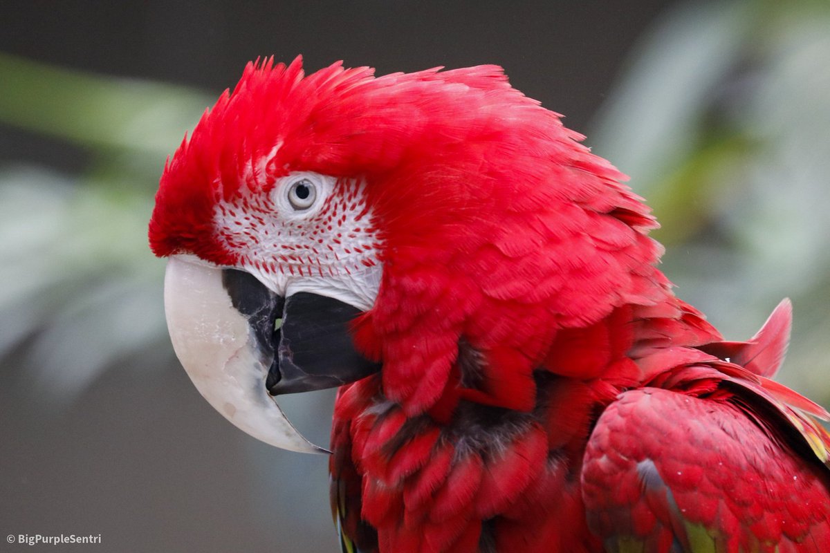 28% of the world's parrots are facing extinction due to illegal animal trade. Read more about parrots and how you can help with parrot conservation:
silentforest.eu/parrottag/worl…
parrots.org

Photo: Green-Winged Macaw at Bloedel Conservatory #WorldParrotDay #endthetrade