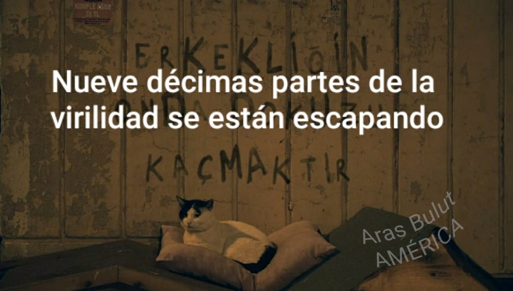 ARAS Bulut America tweet media