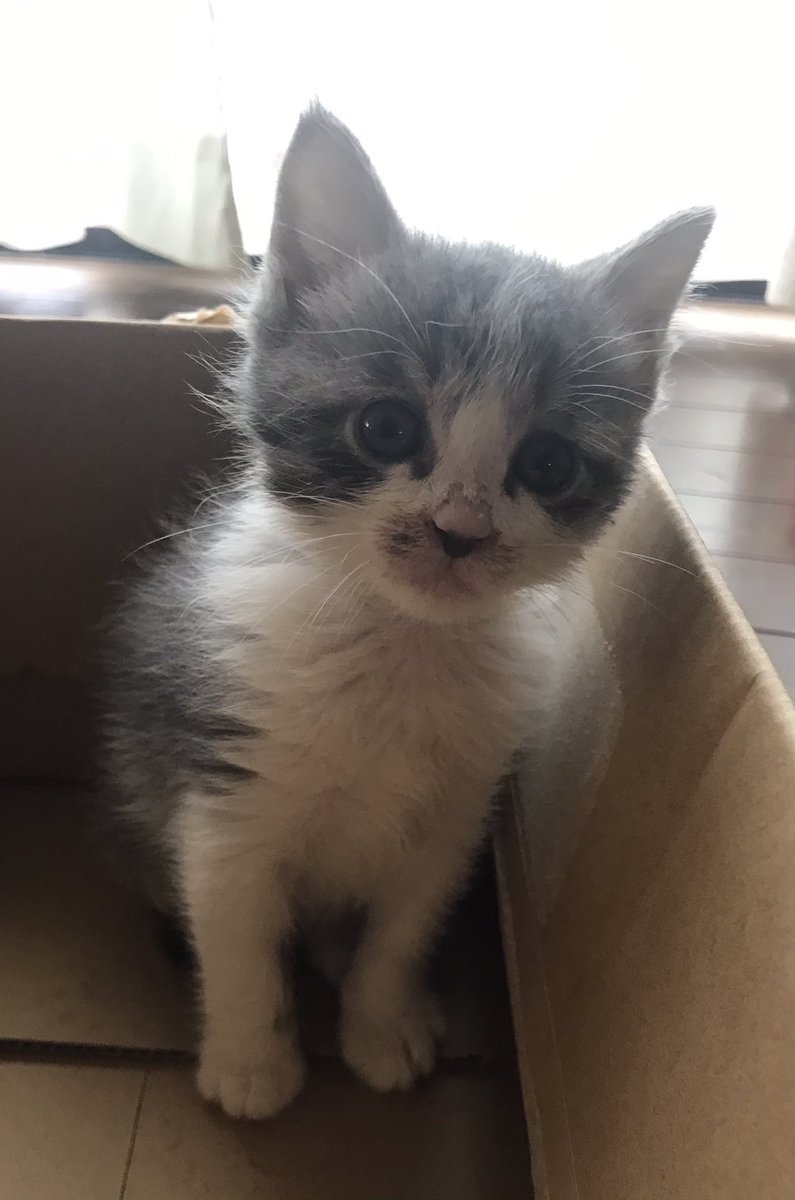 あずき على تويتر 我が家に子猫がやってきました ママ猫が育児放棄した子達を保護して ミルクで育てた方から譲っていただいたのです 4月25日生まれ まだ1ヶ月ちょっとのコムギです 家の中が明るくなりました 可愛すぎて仕事に行くのが辛いです 保護猫