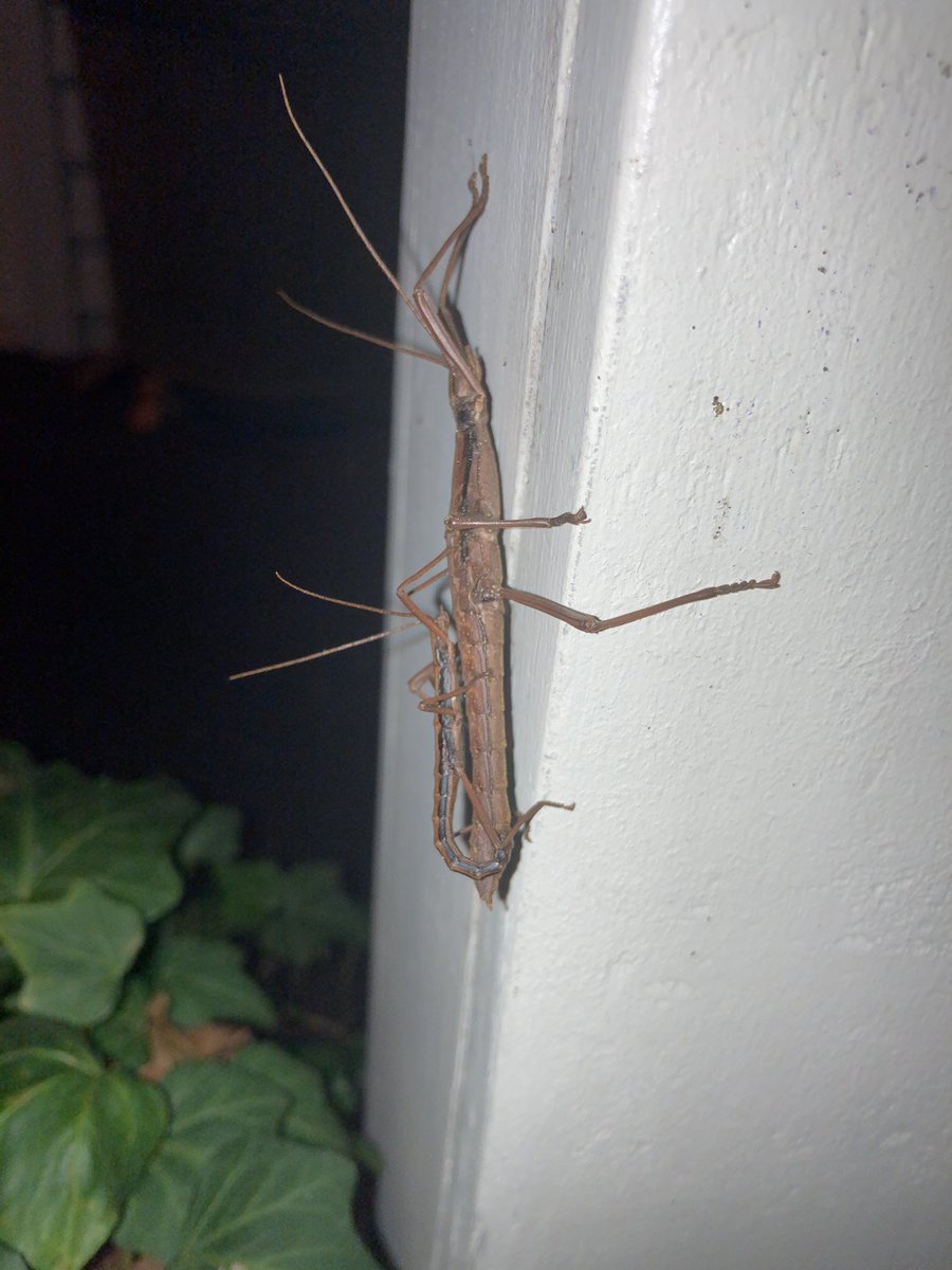 lecorgne's tweet photo. @MargaretOrr So this was on Torre’s porch. We don’t like the looks of it! #uglybug #covington #nola https://t.co/ucMDvvLQDt